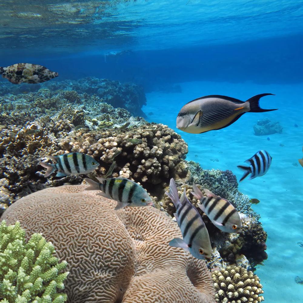 Unterwasserweit mit Fischen und Korallenriff in blau