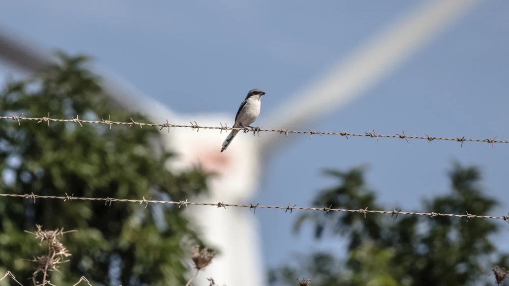 Kleiner Vogel sitzt auf Stacheldraht, im Hintergrund unscharfe Windkraftanlage und Bäume