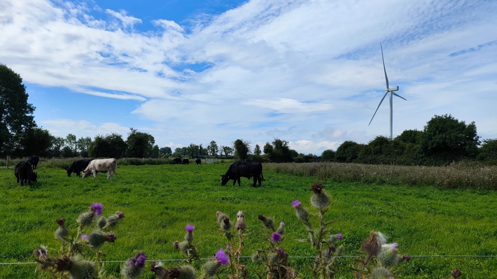 Rinderweide mit Windkraftanlage im Windpark Moanvane.