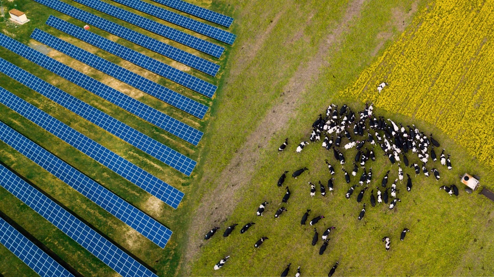 Solar panels on the left and cows on the right on a green meadow, yellow field in the background.