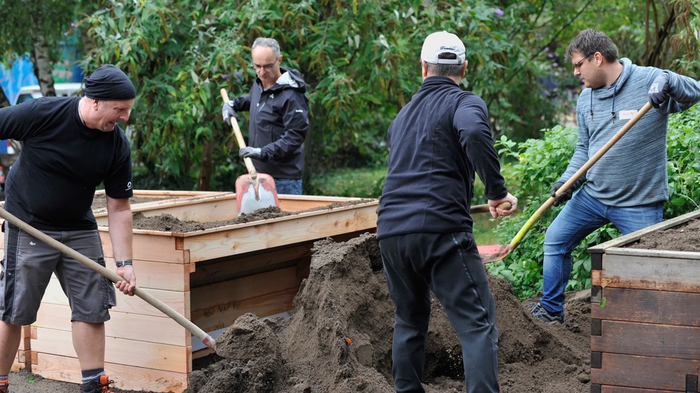 Vier Männer schaufeln Erde in Hochbeete im Freien, umgeben von grünen Bäumen.