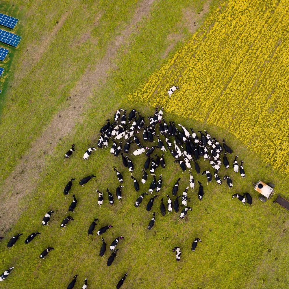 Solar panels on the left and cows on the right on a green meadow, yellow field in the background.