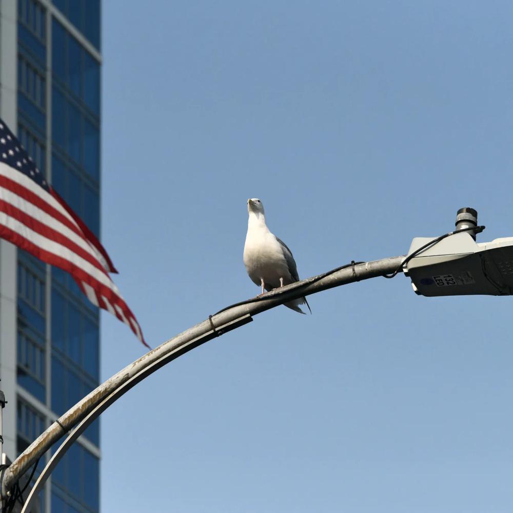 Eine Möwe sitzt auf einer Straßenlaterne, daneben weht eine US-Flagge vor einem Glasgebäude.