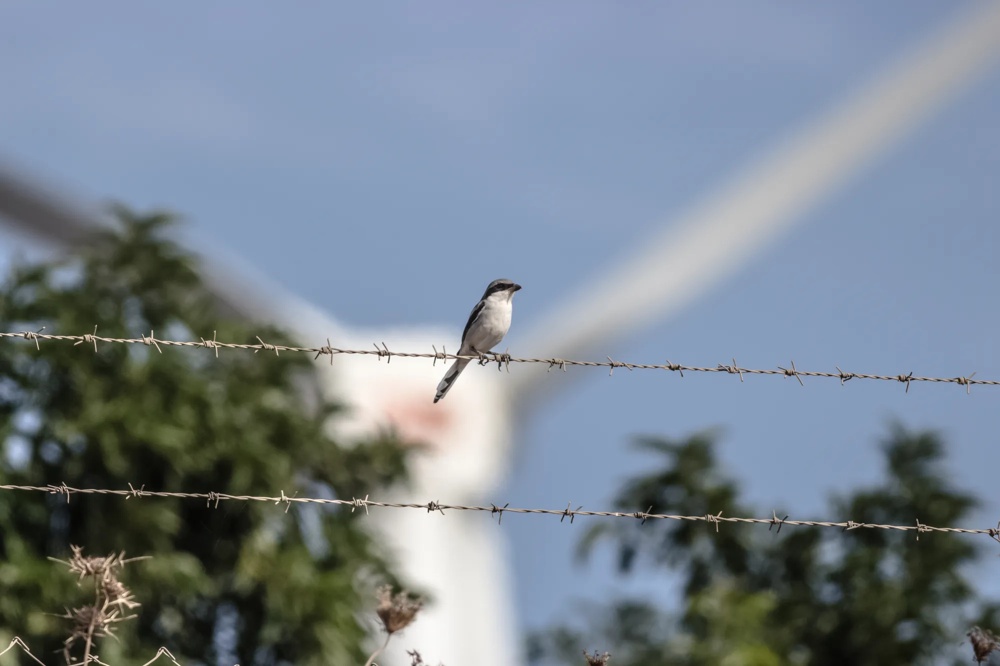 Kleiner Vogel sitzt auf Stacheldraht, im Hintergrund unscharfe Windkraftanlage und Bäume