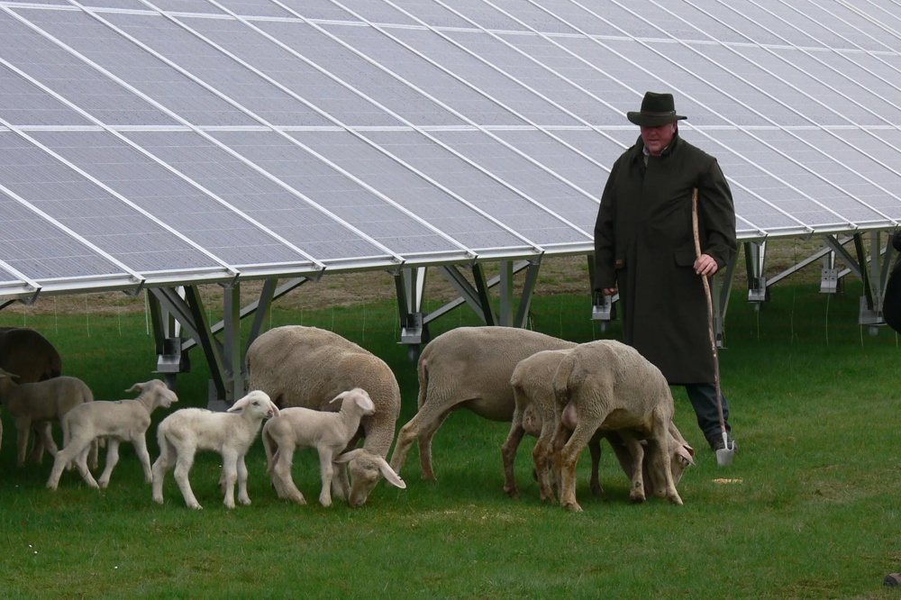 Schafe grasen unter Solarpanelen, begleitet von einem Hirten mit Stock.
