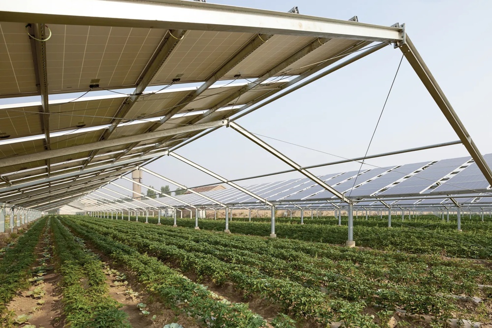 Solarpaneele über grünen Pflanzenreihen auf einem Feld, klare Himmel, moderne Agrartechnologie.