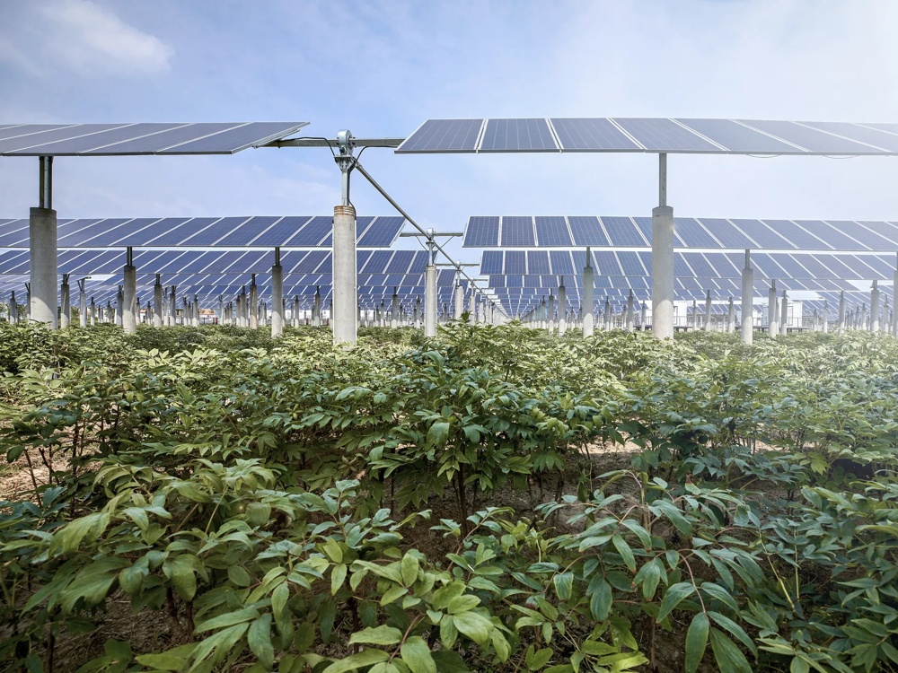 Solarmodule über grünen Pflanzen auf einem Feld bei klarem Himmel.