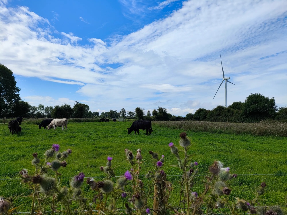 Rinderweide mit Windkraftanlage im Windpark Moanvane.