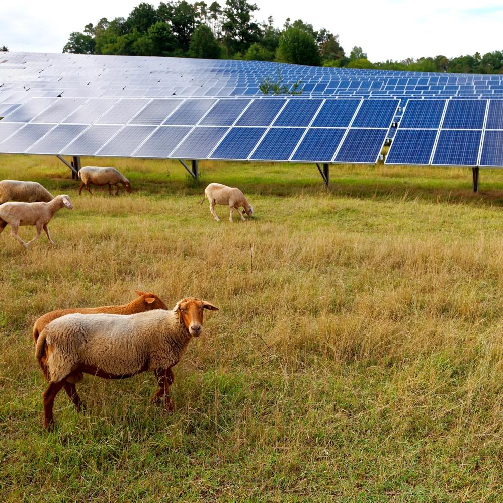 Sheep grazing under large solar panels on a meadow.